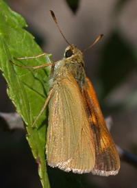 Rare Skipper